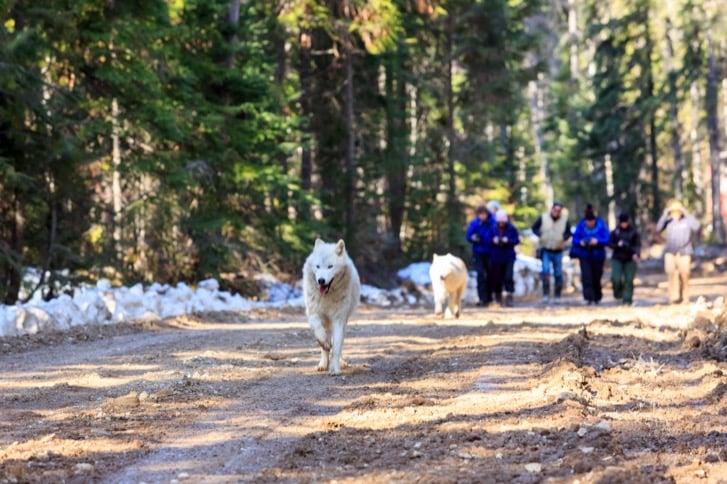 Wolf at Northern Lights Wildlife Wolf Centre near Golden, British Columbia