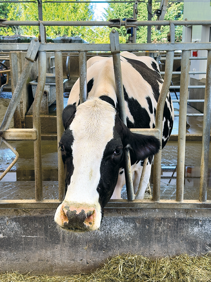 Cow - Little Qualicum Cheeseworks