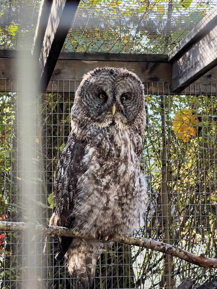 Owl - North Island Wildlife Recovery Centre