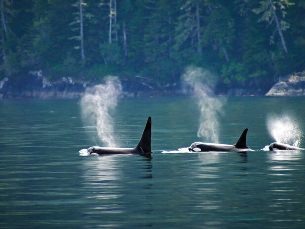 Swimming Orcas
