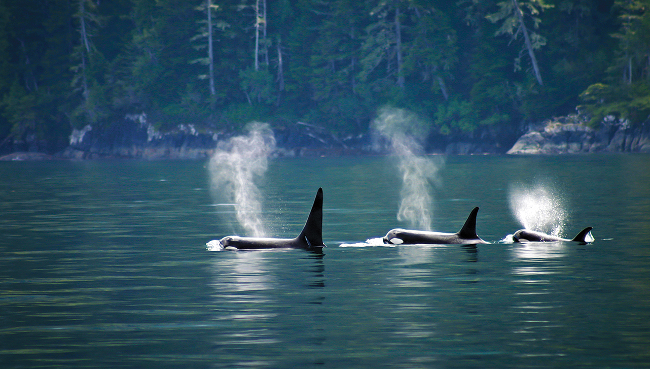 Swimming Orcas