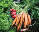 Carrots and radish and spinach oh my...